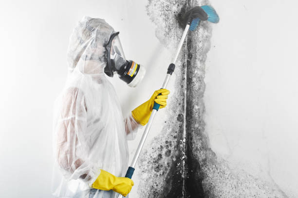 Best Comprehensive Air Testing for Mold Contaminants  in Holt, AL