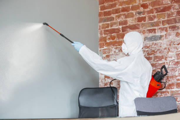 Best Basement Mold Removal  in Holt, AL