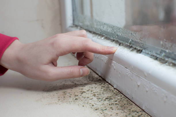 Best Asbestos and Lead Testing During Mold Inspection  in Holt, AL