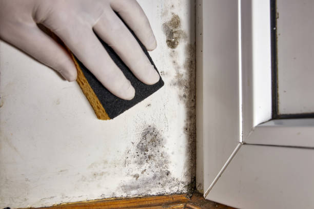 Mold Removal for HVAC Installations in Holt, AL